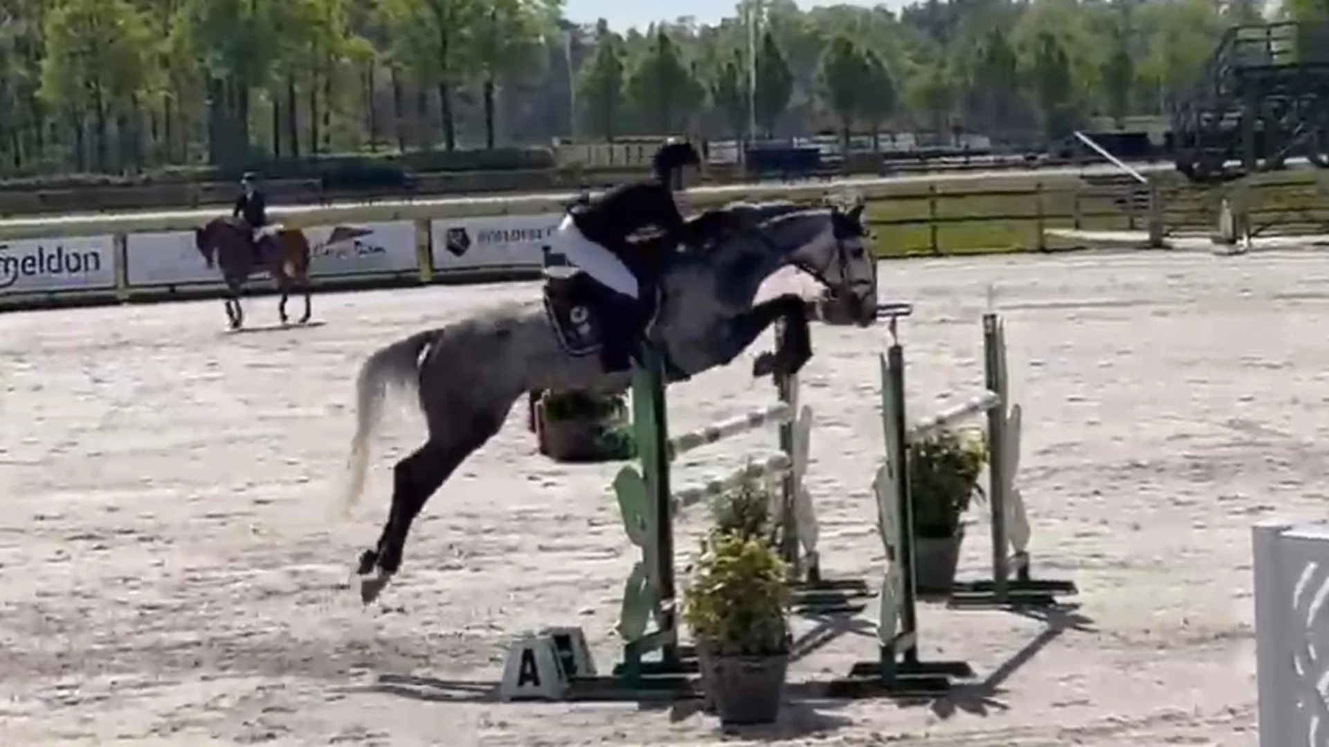 JW Horses Verkaufspferd Little Miss Milky Way